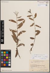 Foto von Salix excelsa S. G. Gmel.